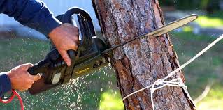 Best Firewood Processing and Delivery  in Stafford, TX