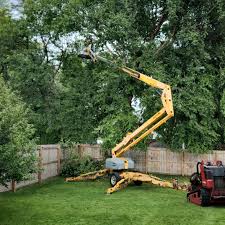 Best Tree Disease Treatment  in Stafford, TX