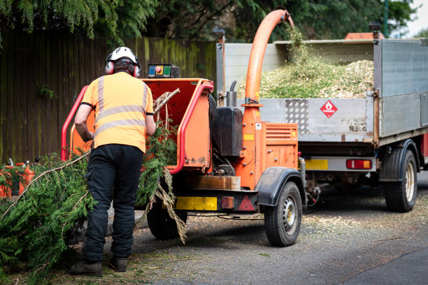 Best Tree Health Inspection  in Stafford, TX
