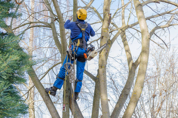 How Our Tree Care Process Works  in  Stafford, TX