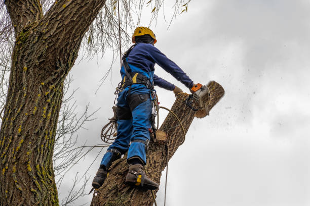 Best Tree Removal  in Stafford, TX