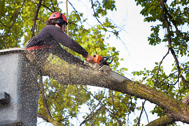 Reliable Stafford, TX Tree Services Solutions