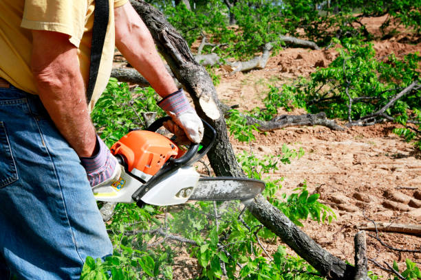 Best Tree Fertilization  in Stafford, TX