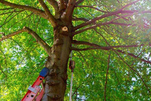 Best Mulching Services  in Stafford, TX